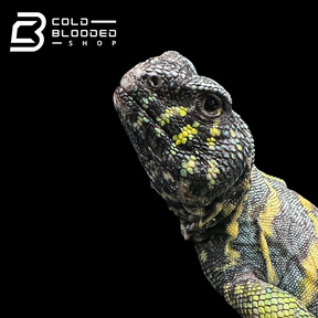 Adult Dark Blue/Green Ornate Uromastyx #11 - Uromastyx ornata