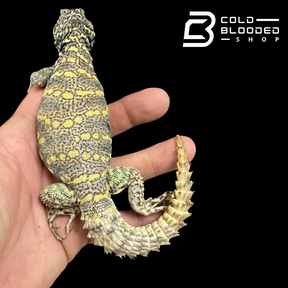 Bebé Uromastyx adornado