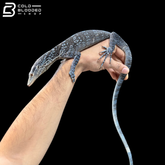 Proven Breeder Blue Tree Monitor Female - Varanus Macraei