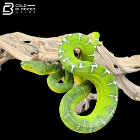 Adult Male Emerald Tree Boa - Corallus Caninus
