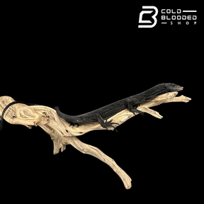 Adult Male Black Tree Monitor - Varanus beccarii
