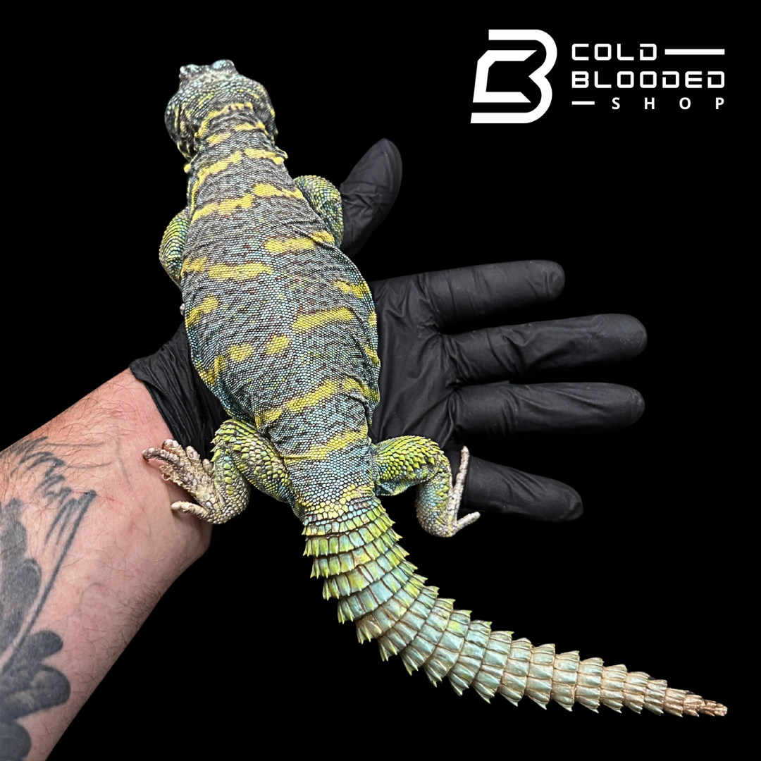 Adult Dark Blue/Green Ornate Uromastyx #11 - Uromastyx ornata