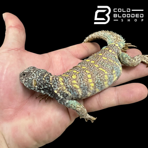Juvenile Ornate Uromastyx #3 - Uromastyx ornata
