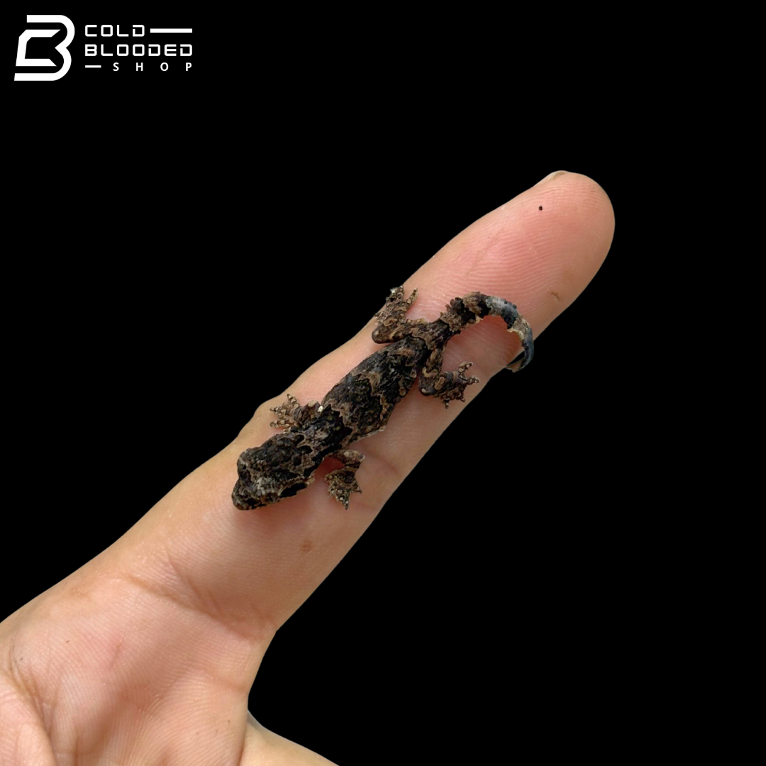 CBB Flying Gecko - Ptychozoon Kuhli