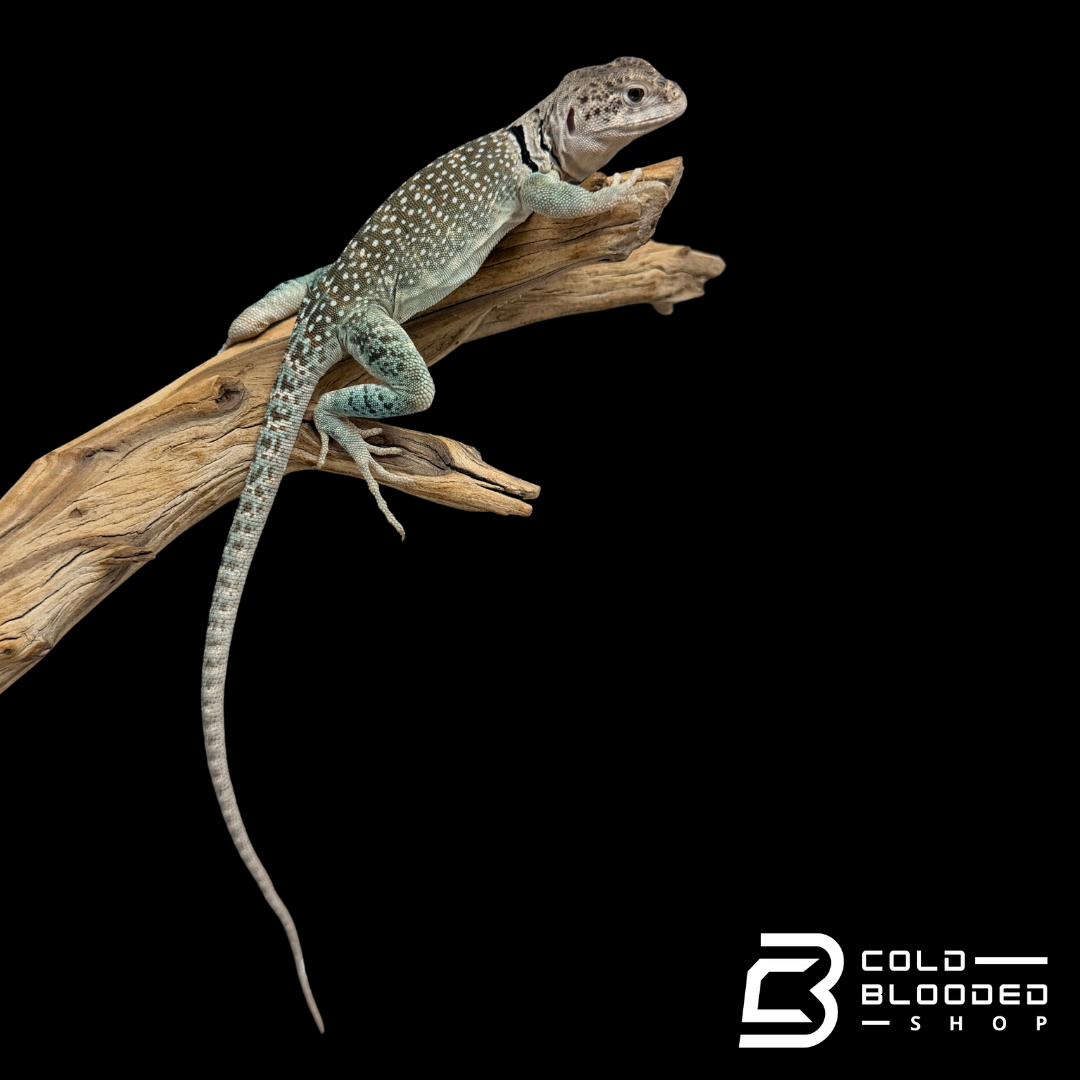 Bebé Uromastyx adornado