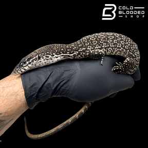 Similis Monitor - Varanus similis