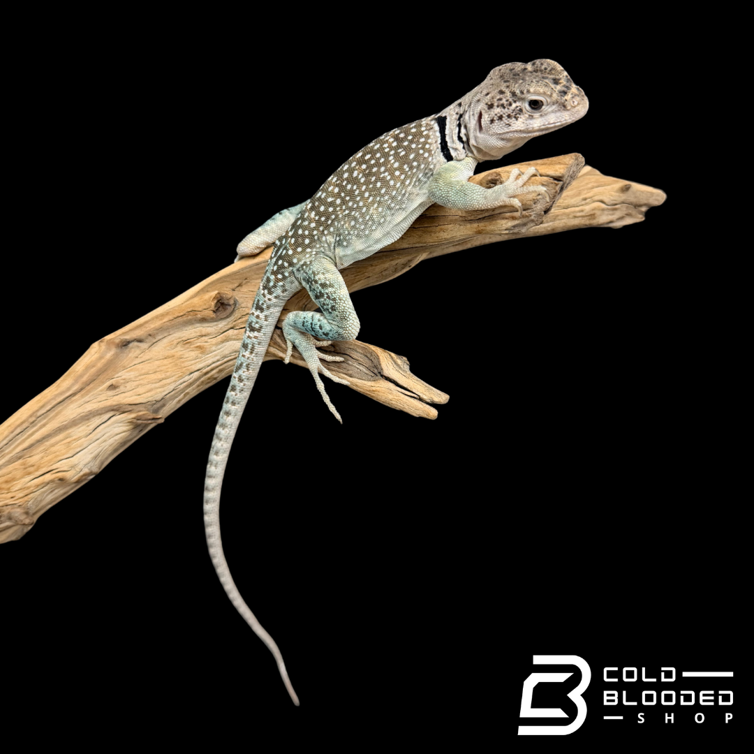 Bebé Uromastyx adornado