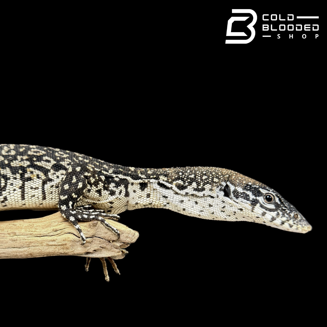 Similis Monitor - Varanus similis