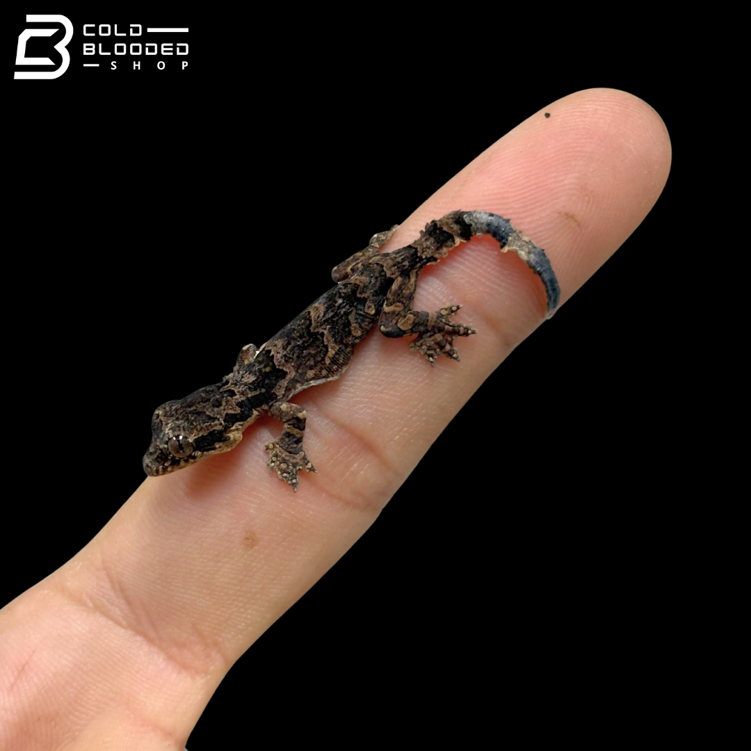 CBB Flying Gecko - Ptychozoon Kuhli