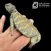 Juvenile Ornate Uromastyx #3 - Uromastyx ornata