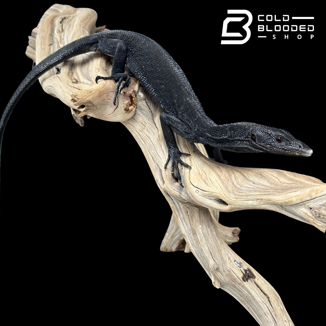 Juvenile Female Black Tree Monitor - Varanus beccarii