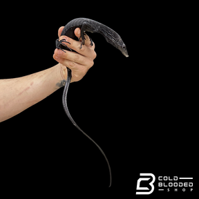Juvenile Female Black Tree Monitor - Varanus beccarii