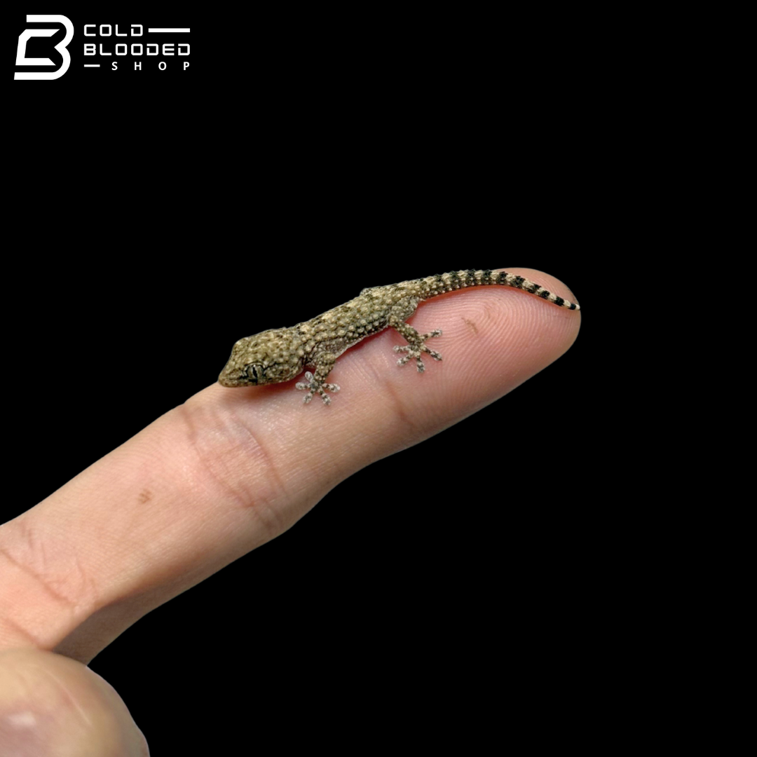 CBB Crocodile Geckos - Tarentola Mauritanica
