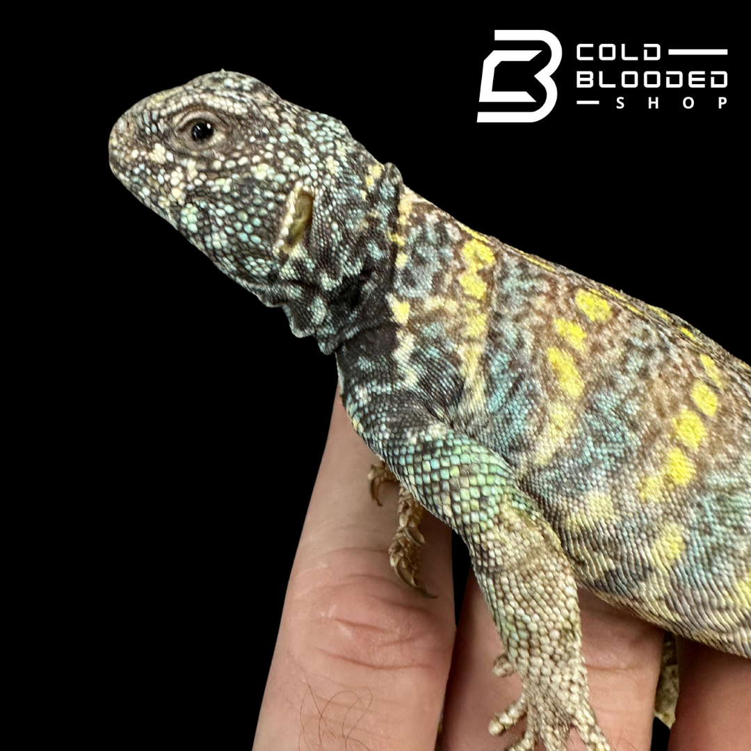 Juvenile Ornate Uromastyx #3 - Uromastyx ornata