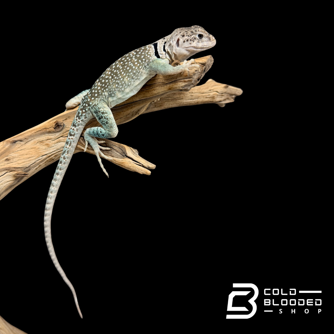 Bebé Uromastyx adornado
