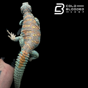 Bebé Uromastyx adornado