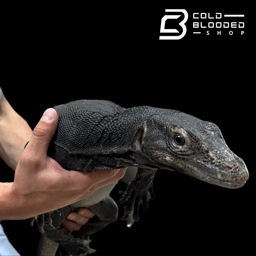 Adult Proven Female Black Dragon Water Monitor - Varanus salvator