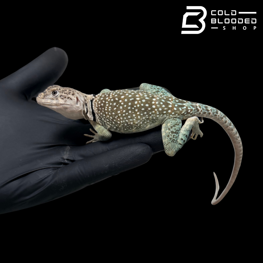 Bebé Uromastyx adornado