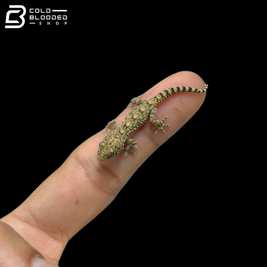 CBB Crocodile Geckos - Tarentola Mauritanica