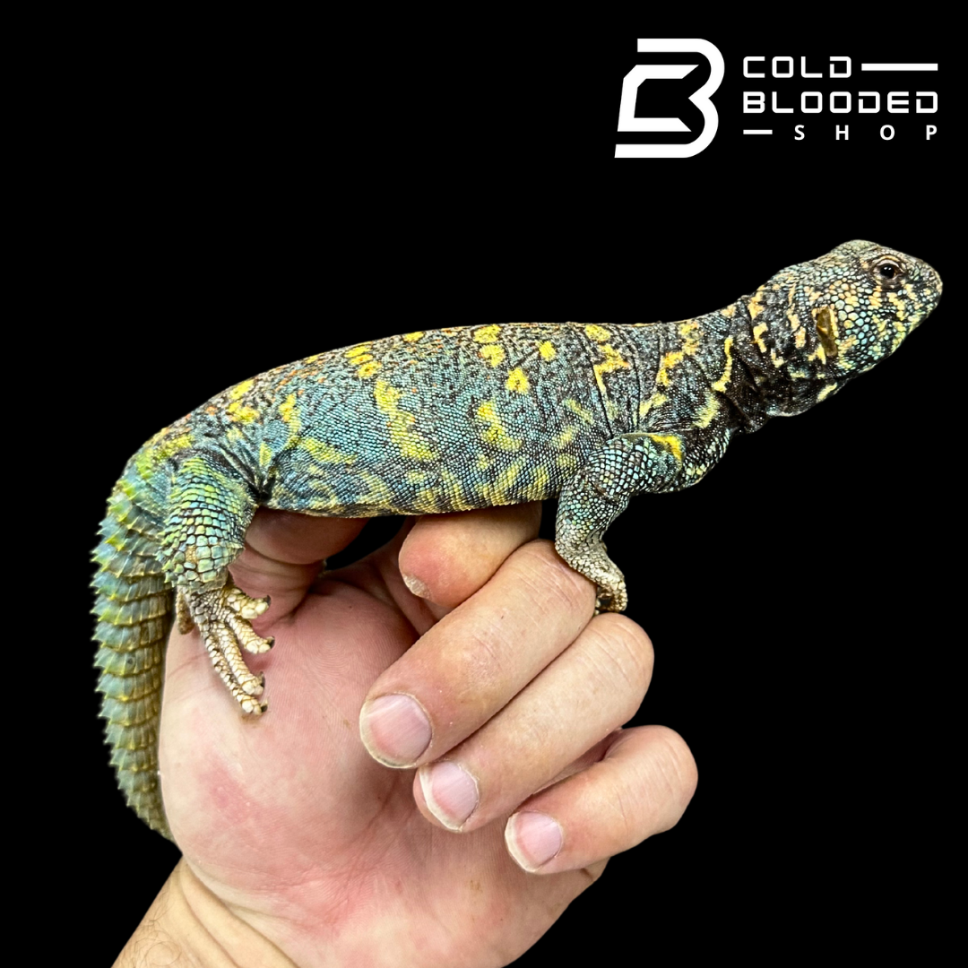 Adult Ornate Blue  Uromastyx #15 - Uromastyx ornata
