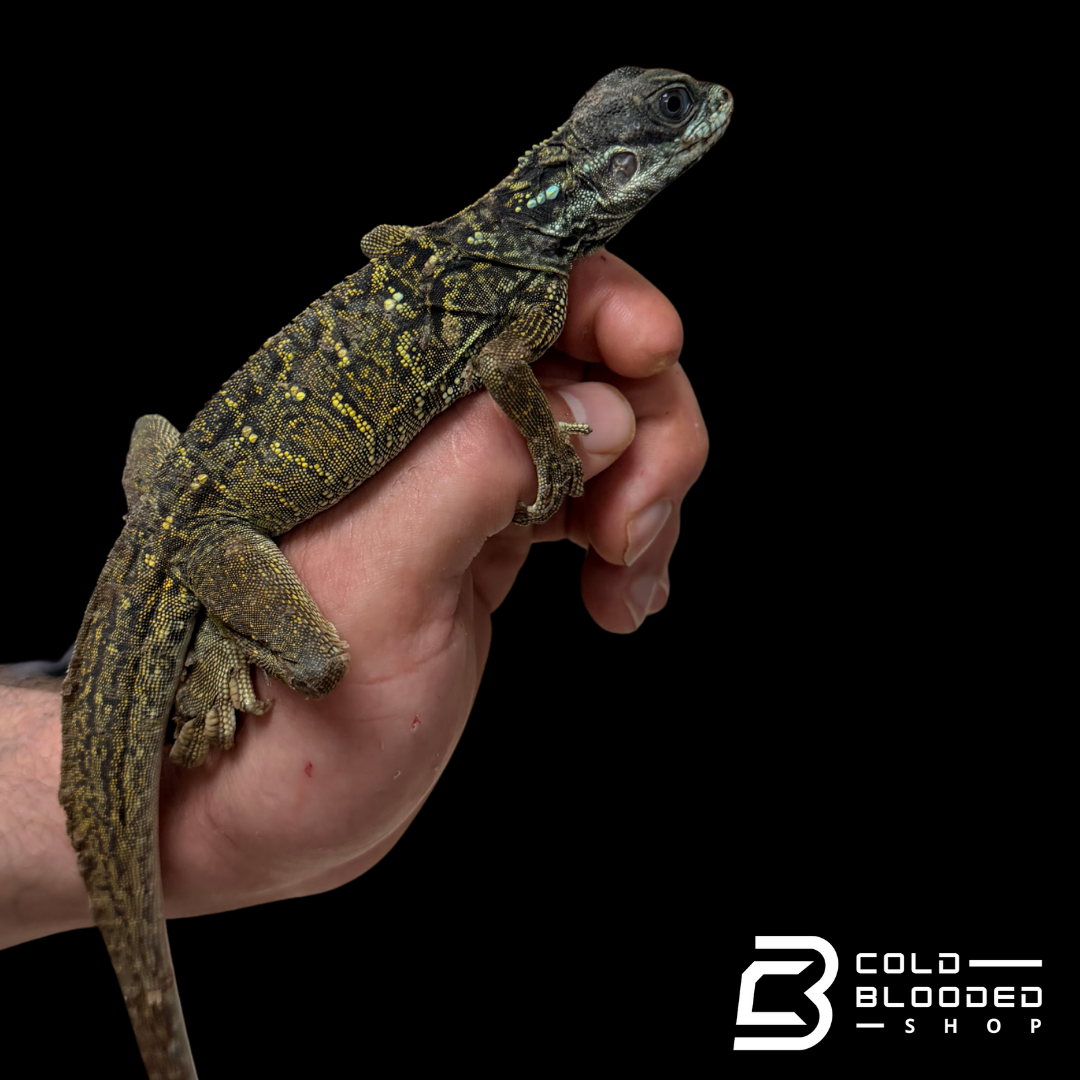 Juvenile Weber's Sailfin Dragon Lizard - Hydrosaurus weberi
