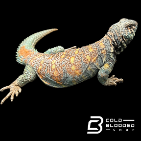 Bebé Uromastyx adornado