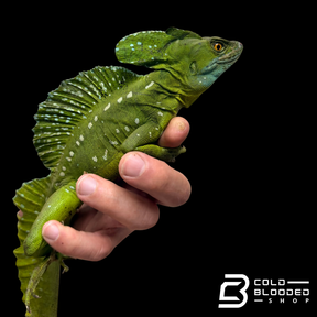 Adult Male Green basilisk - Basiliscus plumifrons