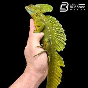 Adult Male Green basilisk - Basiliscus plumifrons