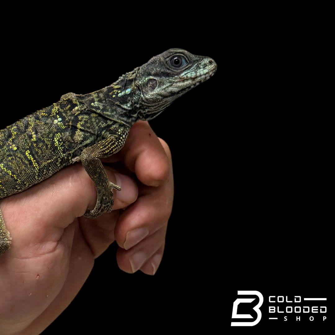 Juvenile Weber's Sailfin Dragon Lizard - Hydrosaurus weberi