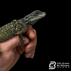 Juvenile Weber's Sailfin Dragon Lizard - Hydrosaurus weberi