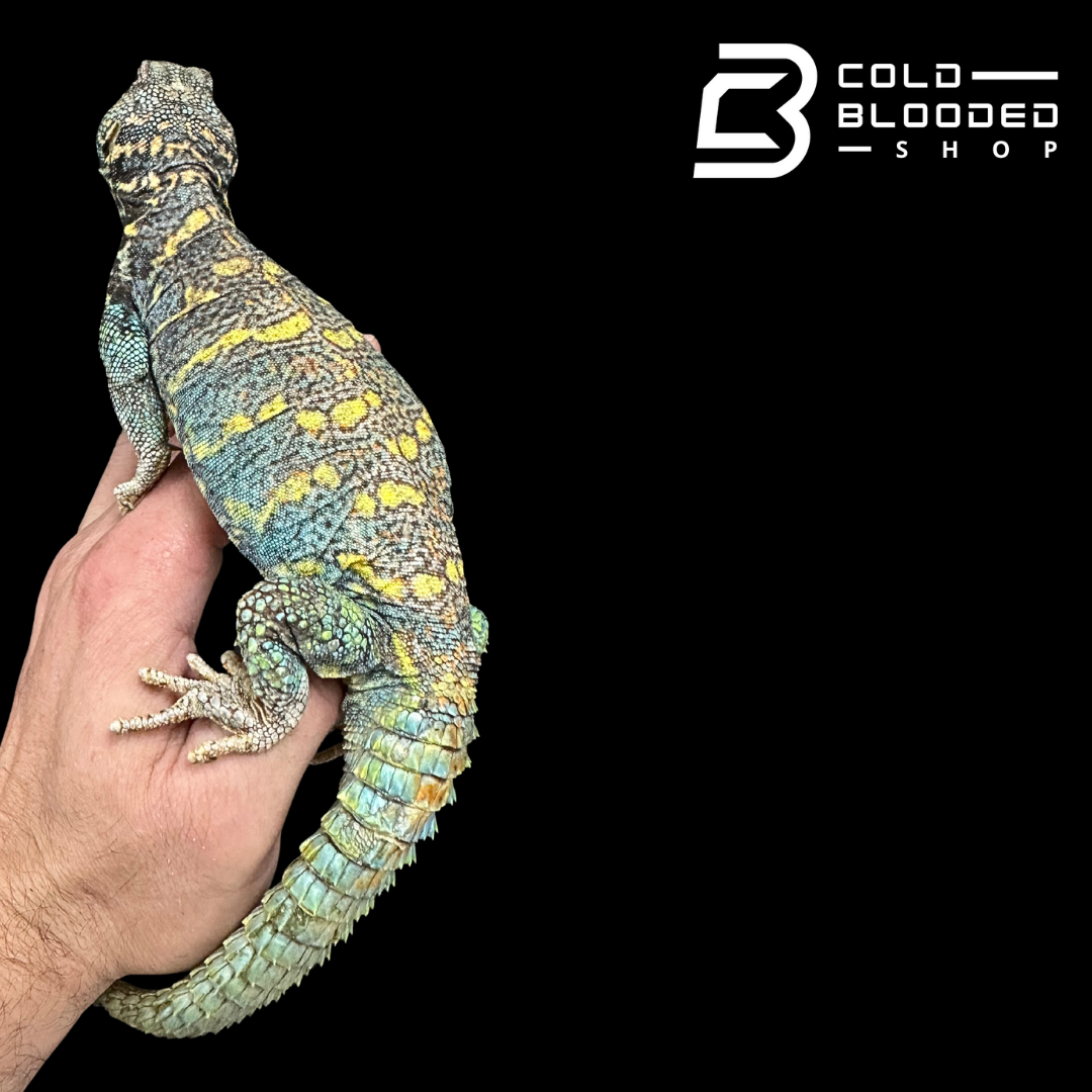 Adult Ornate Blue  Uromastyx #15 - Uromastyx ornata