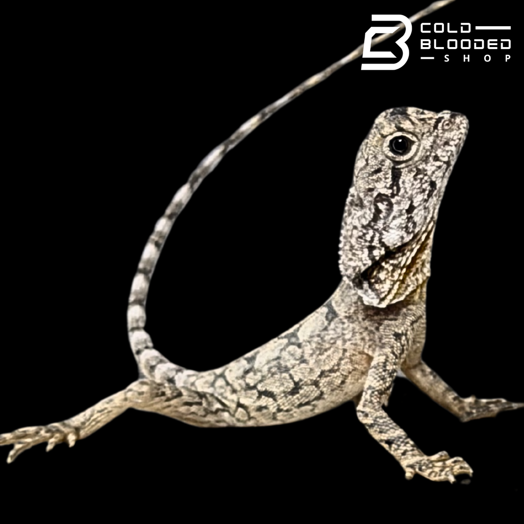 Baby Frilled Dragon - Chlamydosaurus kingii