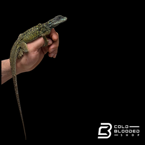 Juvenile Weber's Sailfin Dragon Lizard - Hydrosaurus weberi