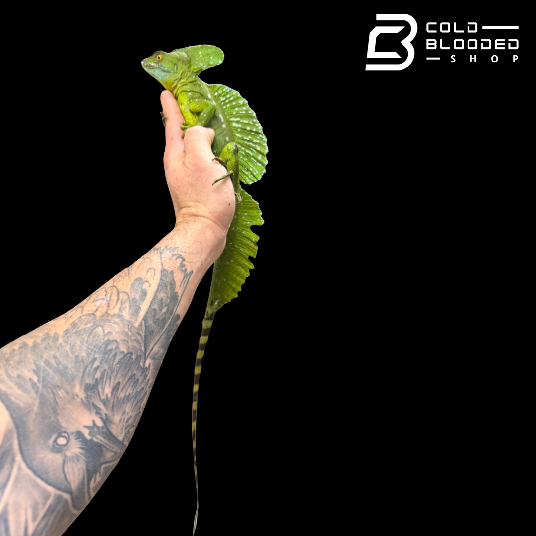 Adult Male Green basilisk - Basiliscus plumifrons