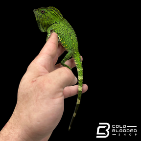 Abbott's crested lizard - Gonocephalus doriae abbotti