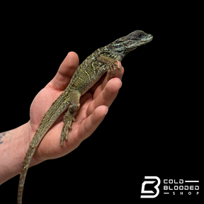 Juvenile Weber's Sailfin Dragon Lizard - Hydrosaurus weberi