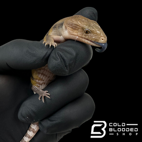 CBB Baby Northern Blue Tongue Skink - Tiliqua scincoides intermedia