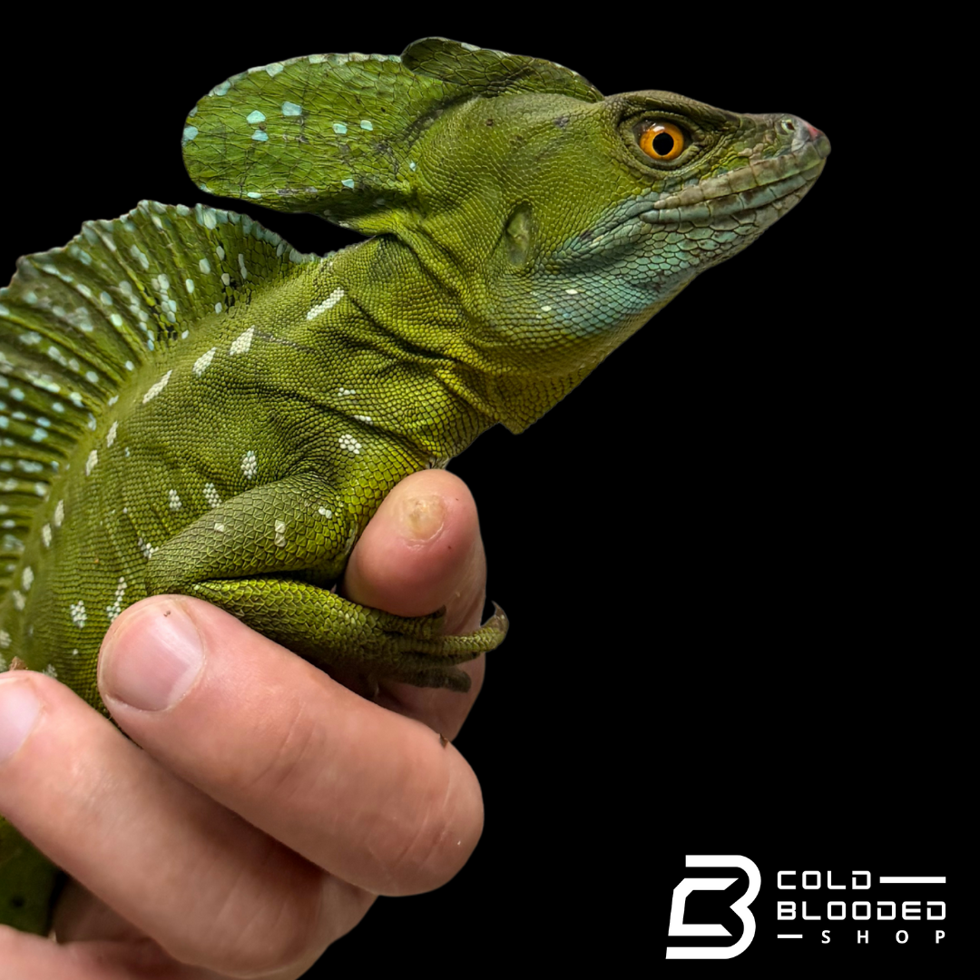 Adult Male Green basilisk - Basiliscus plumifrons
