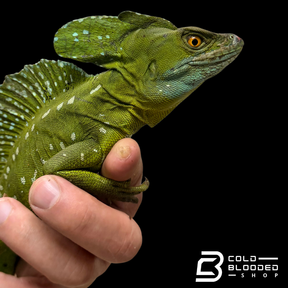 Adult Male Green basilisk - Basiliscus plumifrons