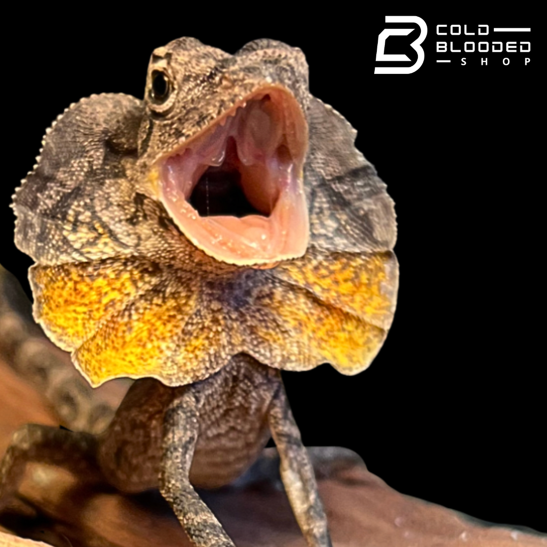Baby Frilled Dragon - Chlamydosaurus kingii