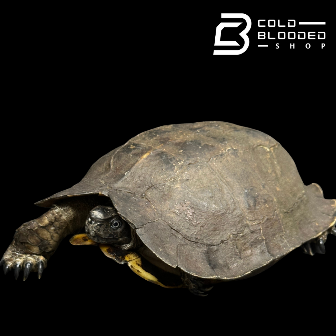 Spiny Turtle - Heosemys spinosa