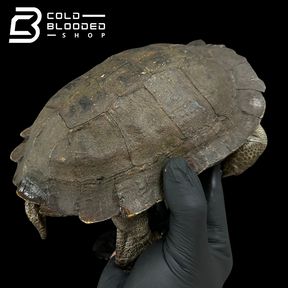 Spiny Turtle - Heosemys spinosa