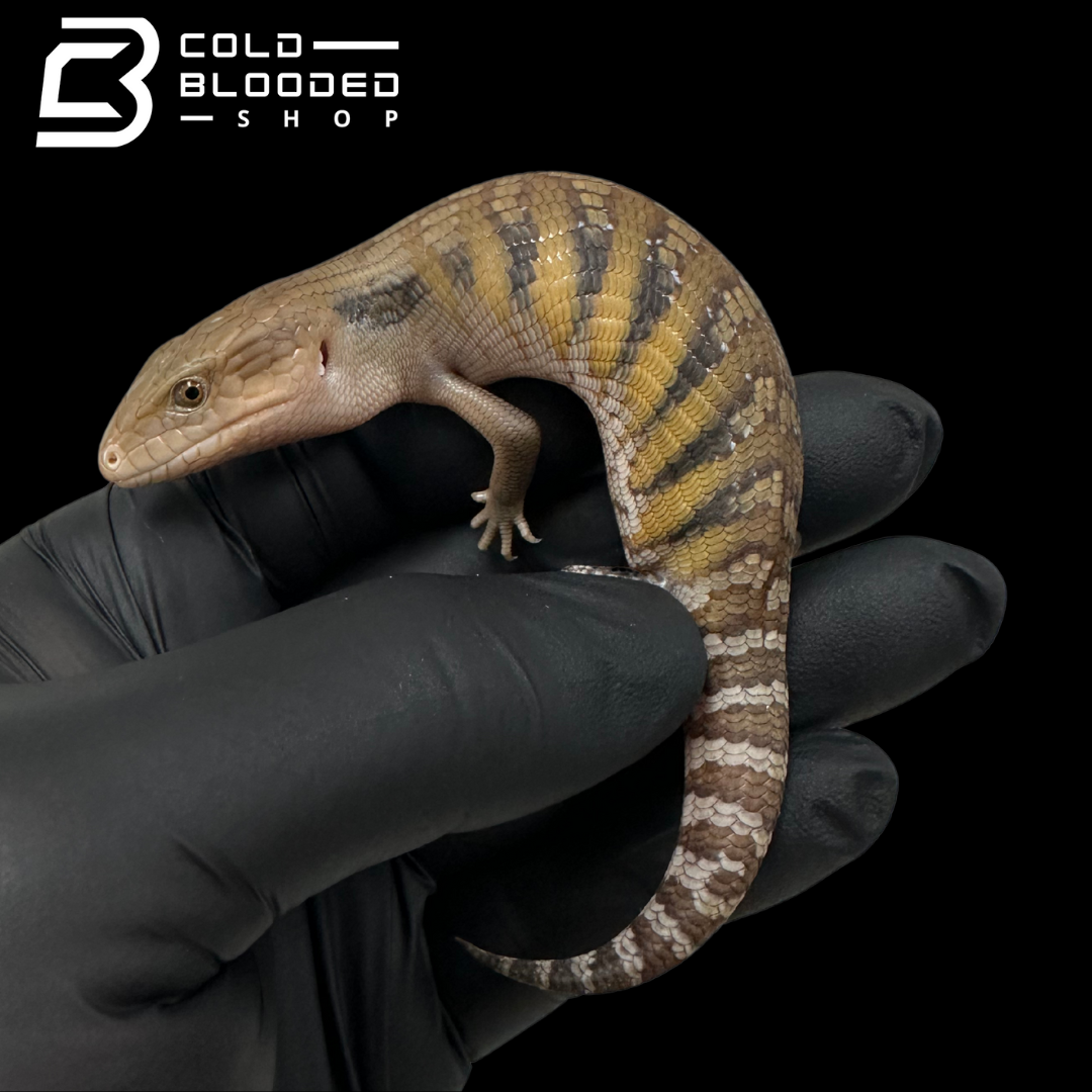 CBB Baby Northern Blue Tongue Skink - Tiliqua scincoides intermedia