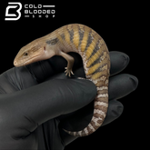 CBB Baby Northern Blue Tongue Skink - Tiliqua scincoides intermedia