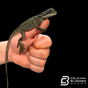 Baby Weber's sailfin Dragon - Hydrosaurus weberi