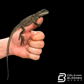 Baby Weber's sailfin Dragon - Hydrosaurus weberi