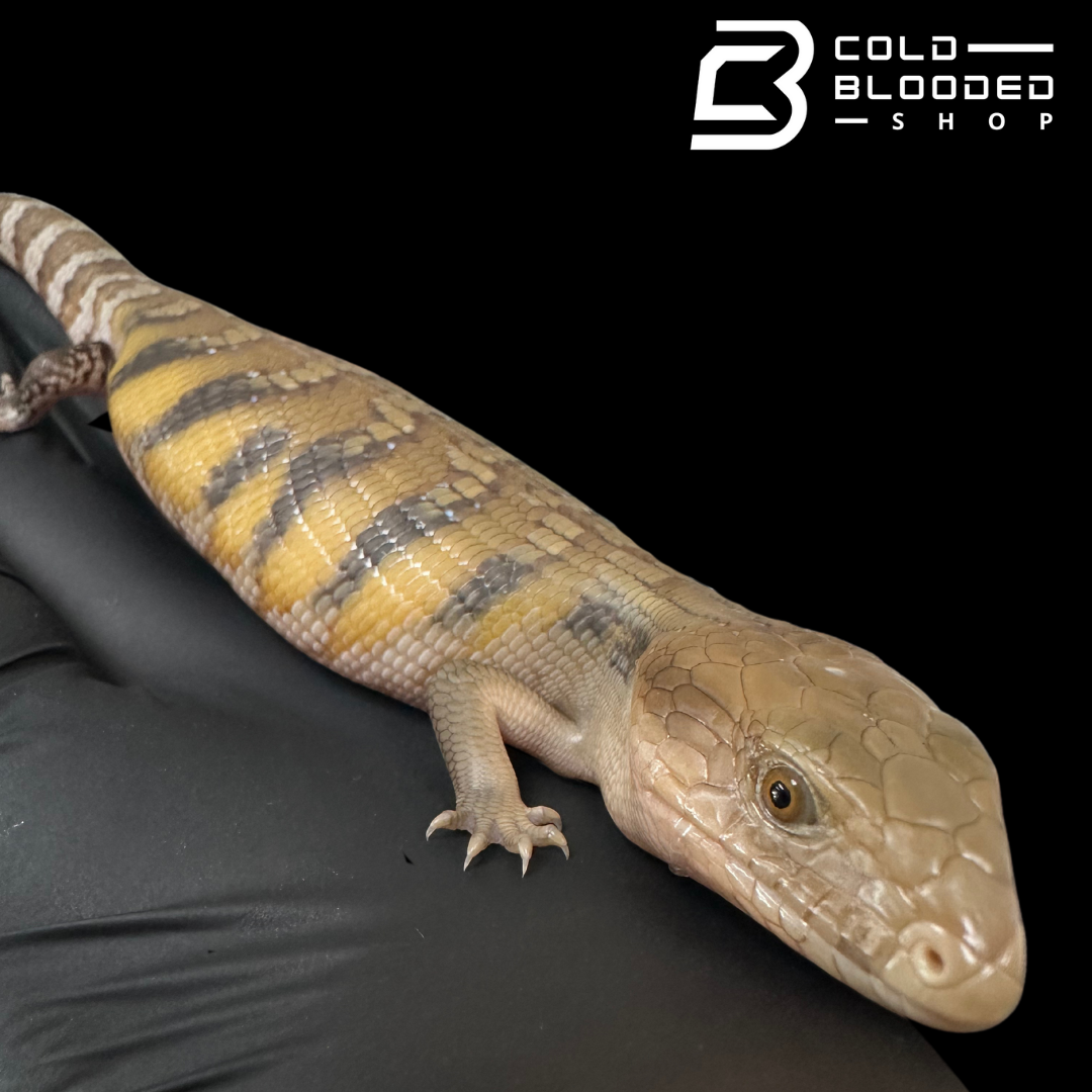 CBB Baby Northern Blue Tongue Skink - Tiliqua scincoides intermedia