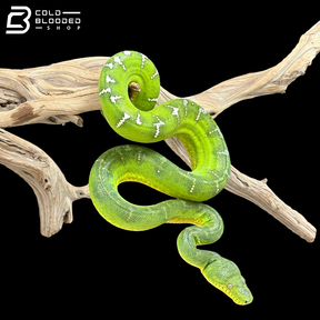 Adult Male Emerald Tree Boa - Corallus Caninus