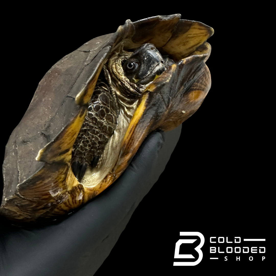Spiny Turtle - Heosemys spinosa
