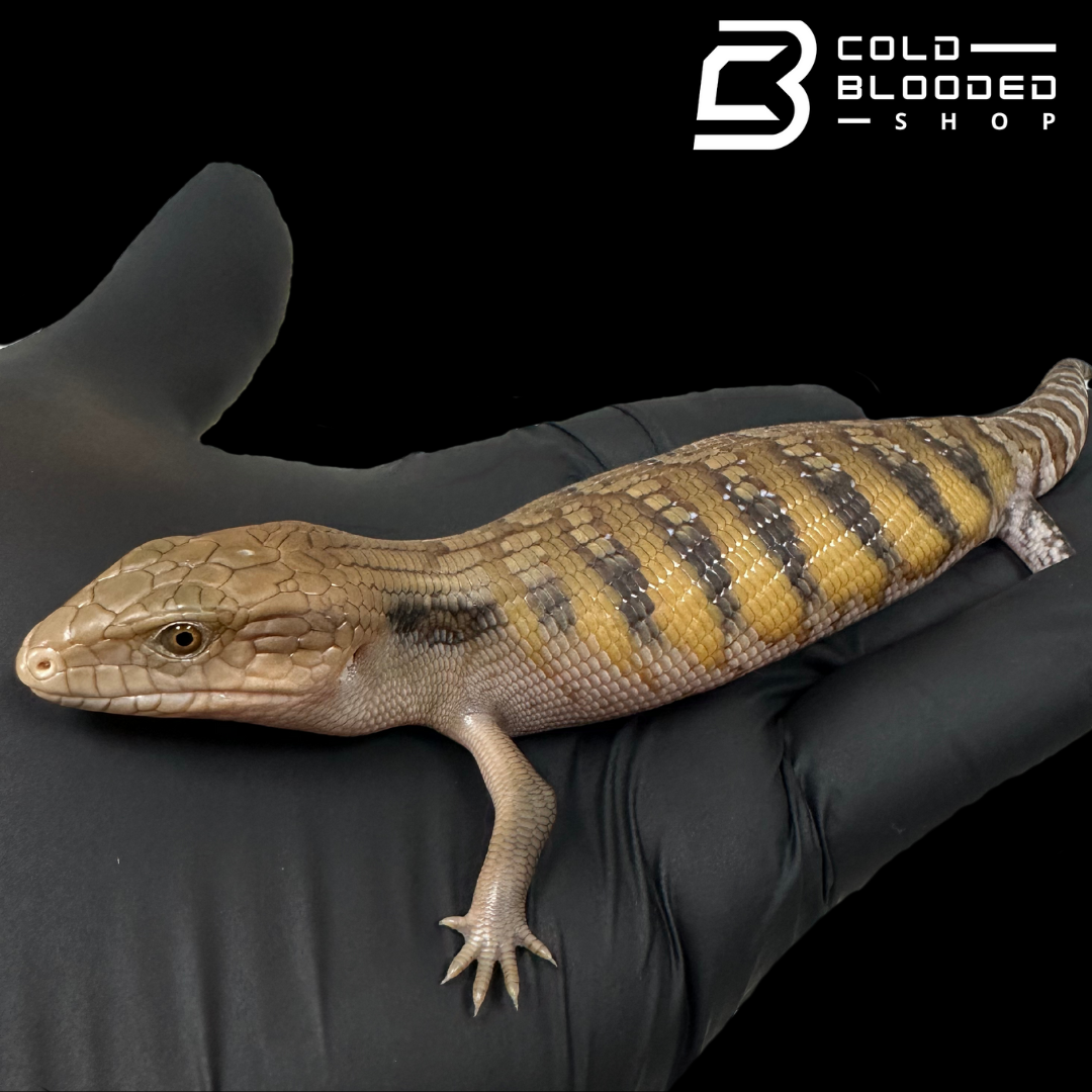 CBB Baby Northern Blue Tongue Skink - Tiliqua scincoides intermedia
